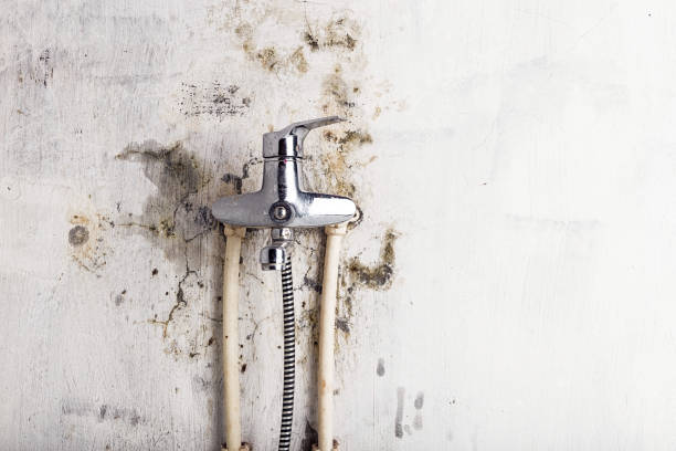 Best Mold Testing and Inspection Services in Wescosville, PA