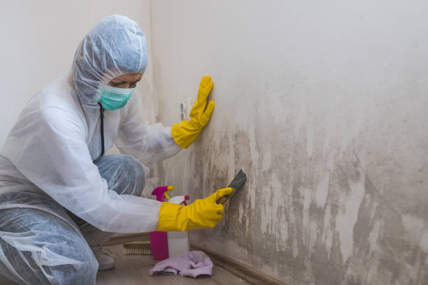 Best Basement Mold Remediation in Wescosville, PA