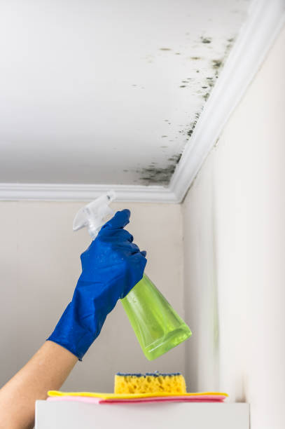 Best Black Mold Remediation in Wescosville, PA